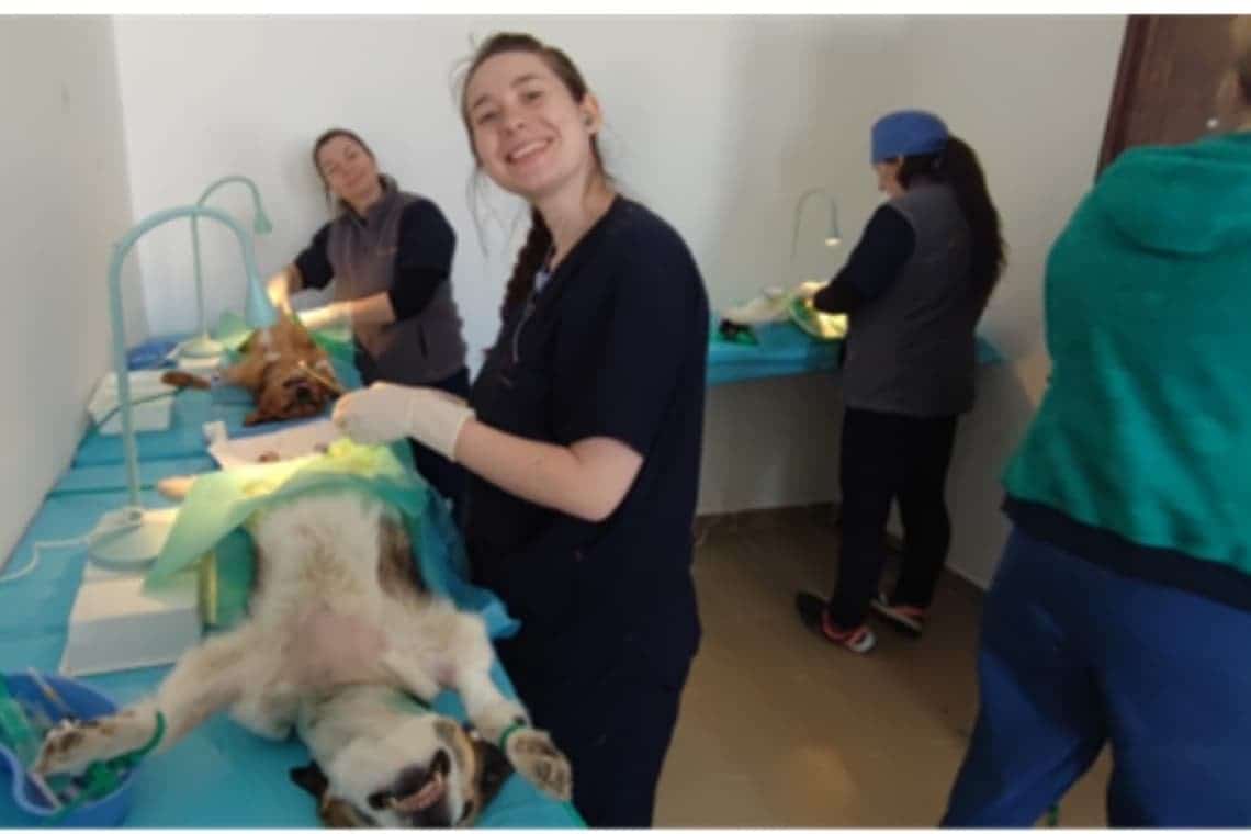 Peste 400 de ploieșteni s-au înscris pe lista de așteptare pentru sterilizarea gratuită a pisicilor sau a câinilor. Campania s-a prelungit!