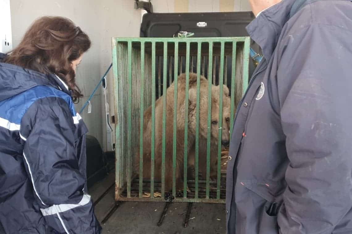 Și urșii sunt salvați din Ucraina/ Masha ajunge, în sfârșit, în sanctuarul de la Zărnești!