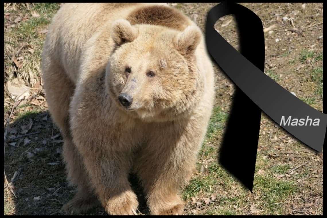 Masha, ursoaica salvată din Ucraina, a murit în sanctuarul de la Zărnești
