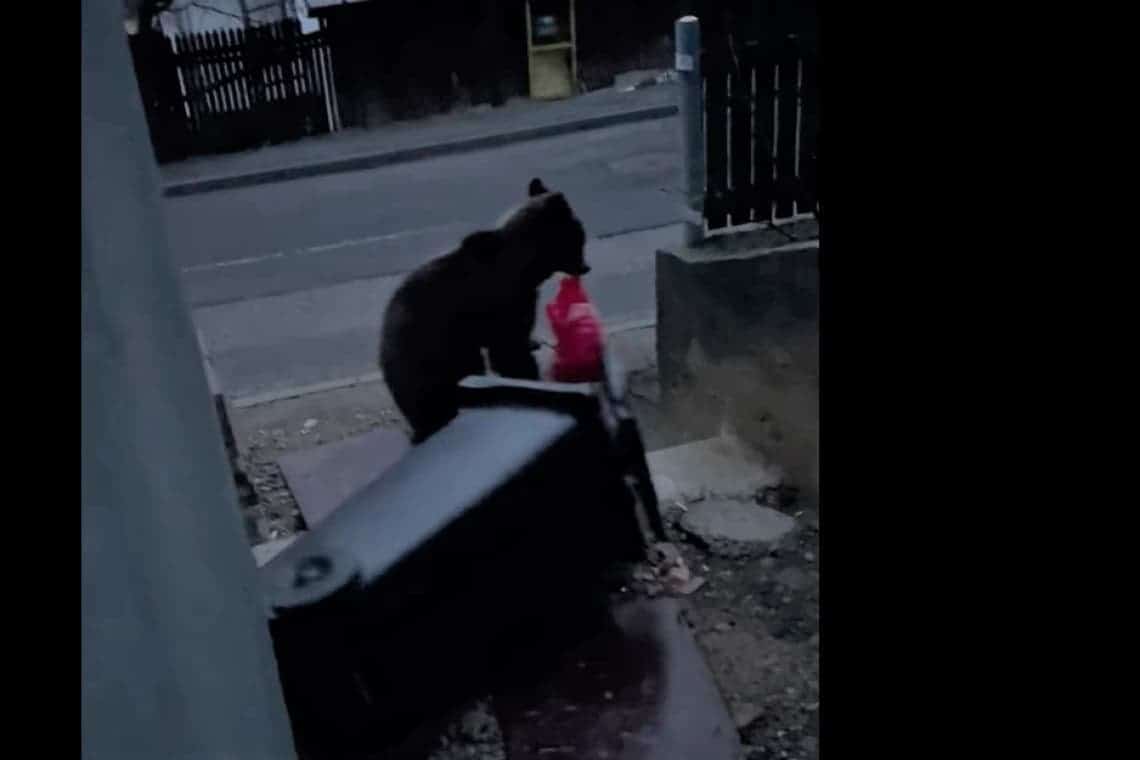 Video/ Urșii au început din nou să dea iama în curțile din Azuga