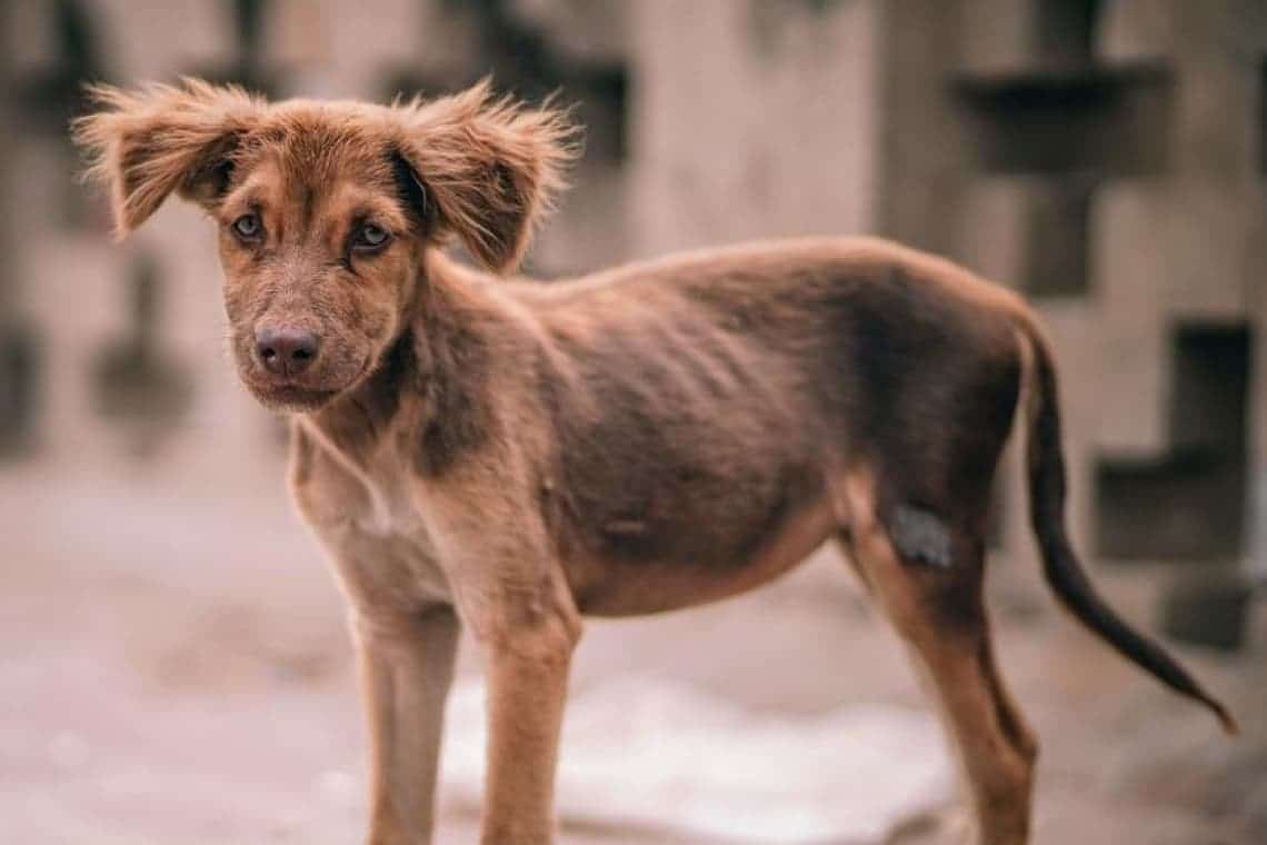 ATENȚIE: 7 ani de închisoare pentru persoanele care chinuie sau ucid animale! Legea a fost trimisă la promulgare