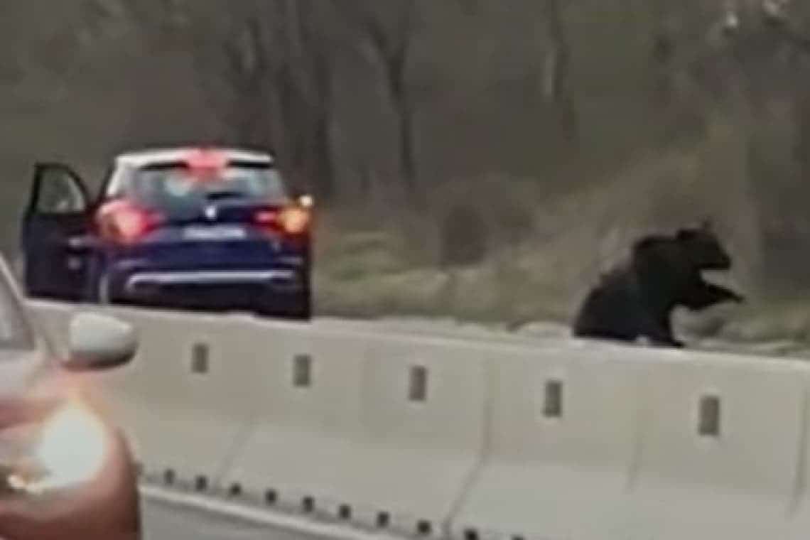 Video/ Urs lovit de mașini pe DN1, în zona Cornu! Ce este de făcut pentru reducerea pericolului din trafic?