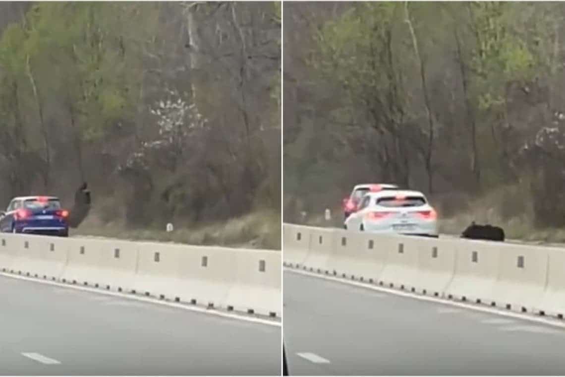 Un adolescent de 17 ani, din Breaza, rănit de ursul căutat de autorități, după ce a fost lovit de două mașini, pe DN1