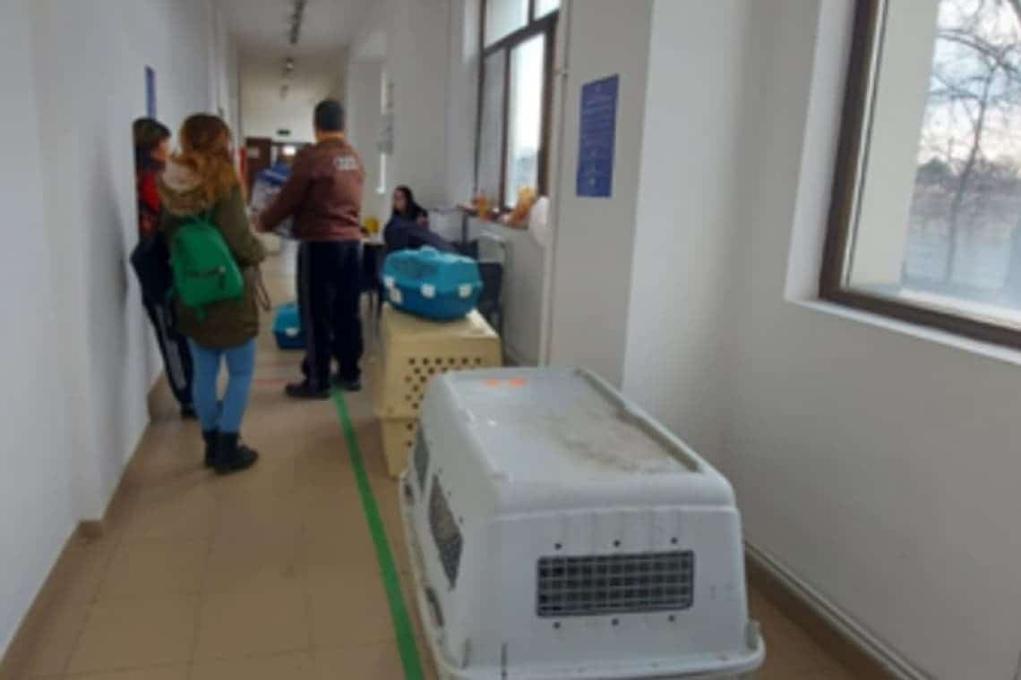 Campanie de sterilizare a câinilor și pisicilor, timp de trei zile, la Ploiești. Aflați cum se fac programările