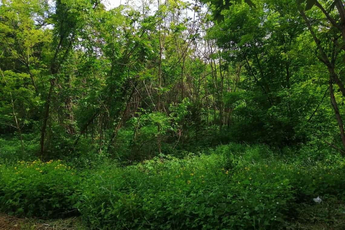 Ce facem cu Ploieștiul? Jungla din sudul orașului, numai bună de expediții extreme!