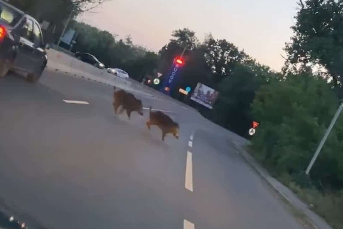 Doi mistreți, filmați în timp ce aleargă pe DN1B, printre mașini, în zona Parcului Bucov