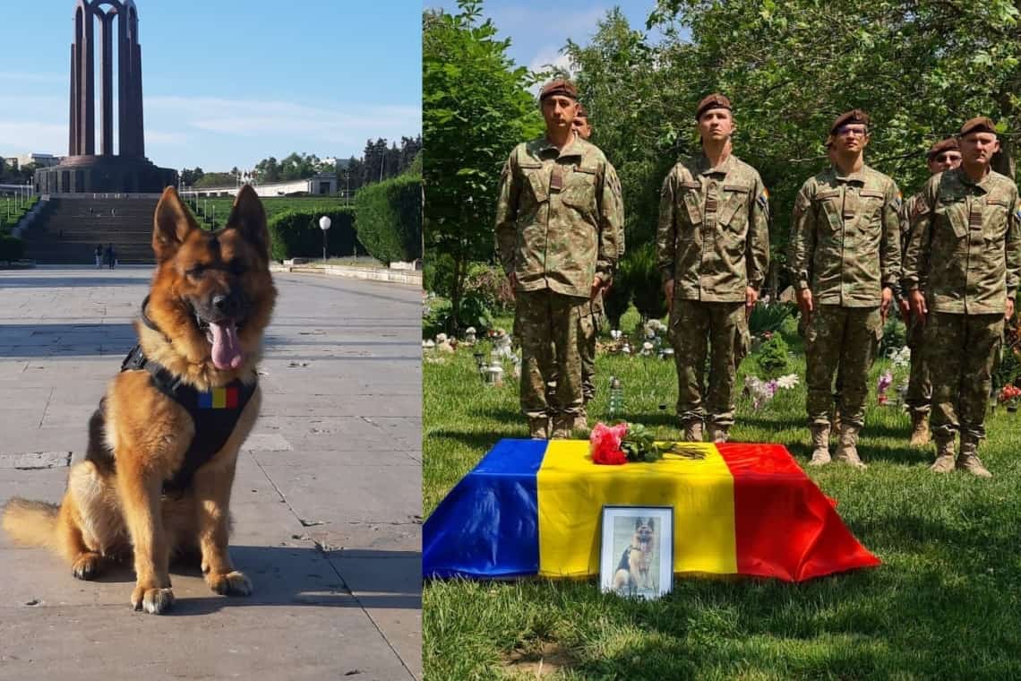 Dino, câinele Armatei specialist în depistarea dispozitivelor explozive, a ajuns în Raiul Animalelor