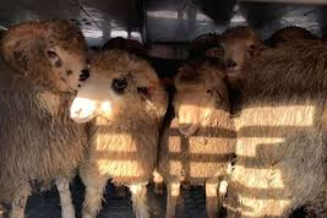 Un autocamion plin cu sute de oi s-a răsturnat la Măneciu