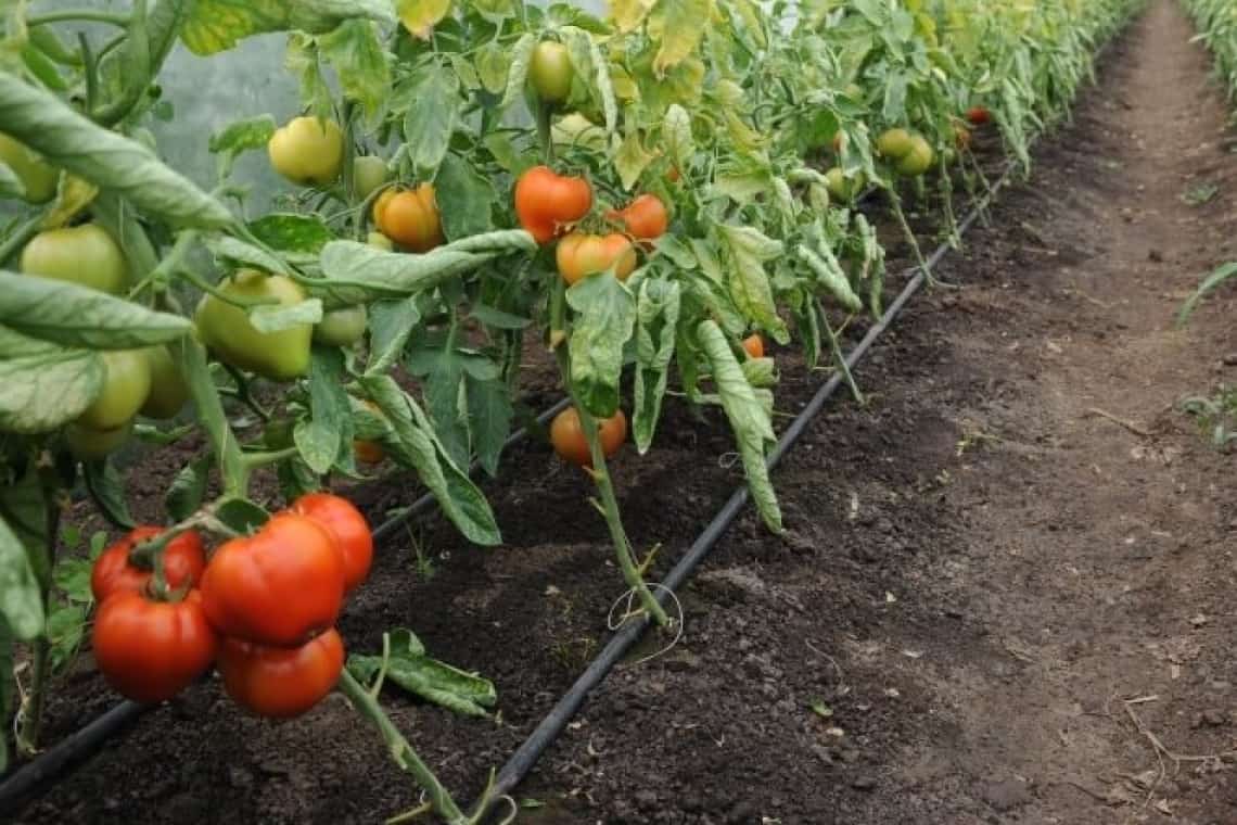 A fost aprobată prelungirea perioadei de valorificare a roșiilor, prin Programul Tomata