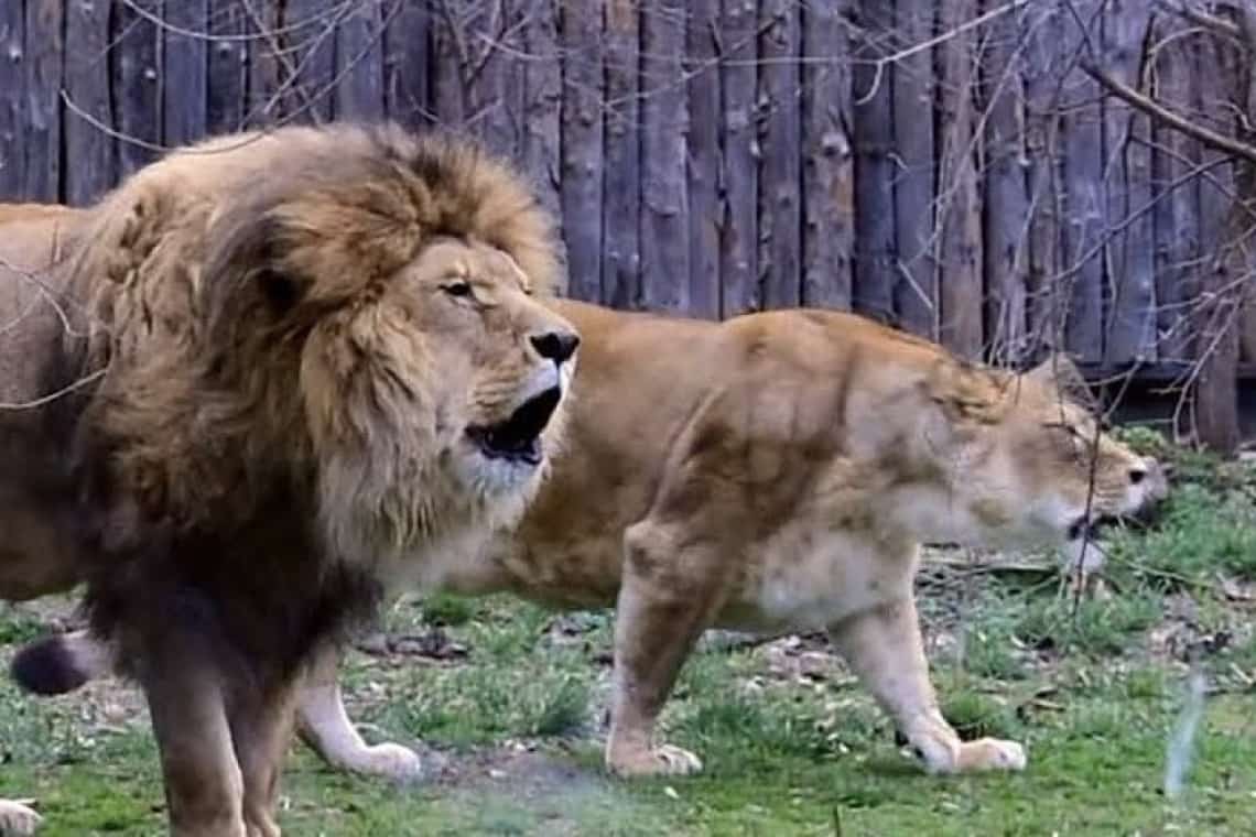 Doi lei au scăpat din cușcă, la Grădina Zoologică din Rădăuți!