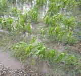 Instituția Prefectului va iniția un proiect de hotărâre de guvern pentru pagubele produse de inundații și grindină