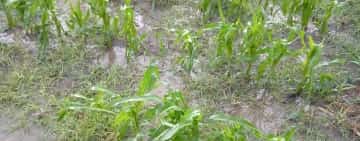 Instituția Prefectului va iniția un proiect de hotărâre de guvern pentru pagubele produse de inundații și grindină