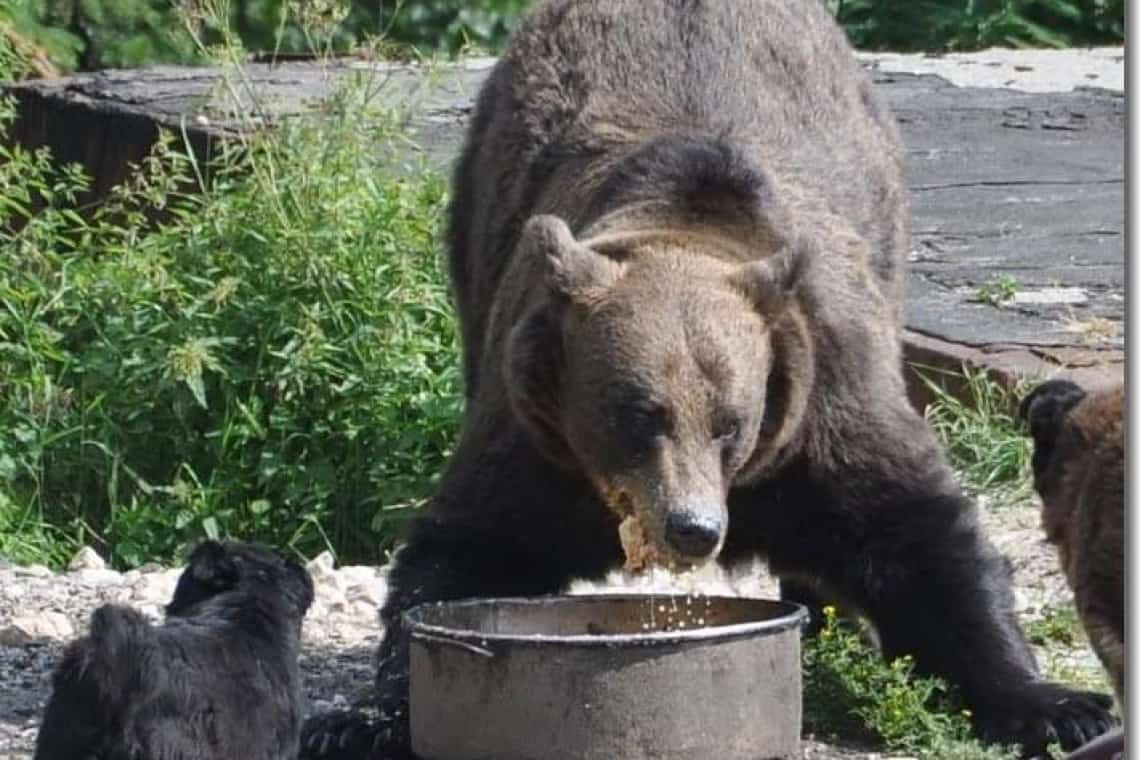Mesaje Ro Alert în Breaza și Bușteni. Urși periculoși pe străzile din cele două orașe