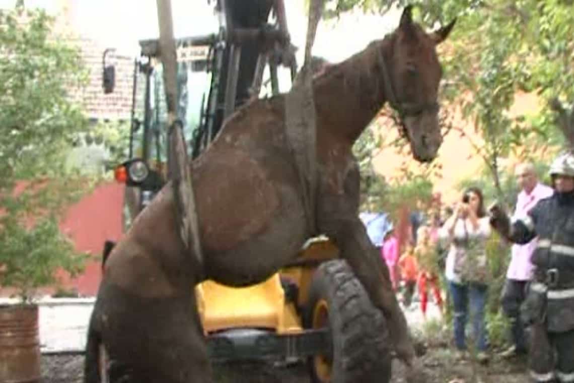 Un cal căzut într-o fosă septică a fost salvat de pompieri, în comuna Șirna