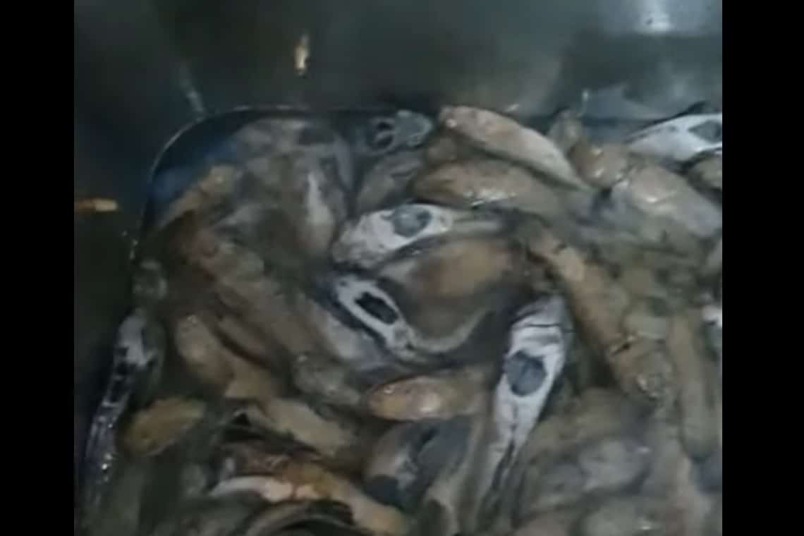 Mergi pe litoral în vacanță? Mare atenție la ce și de unde mănânci! (Video)