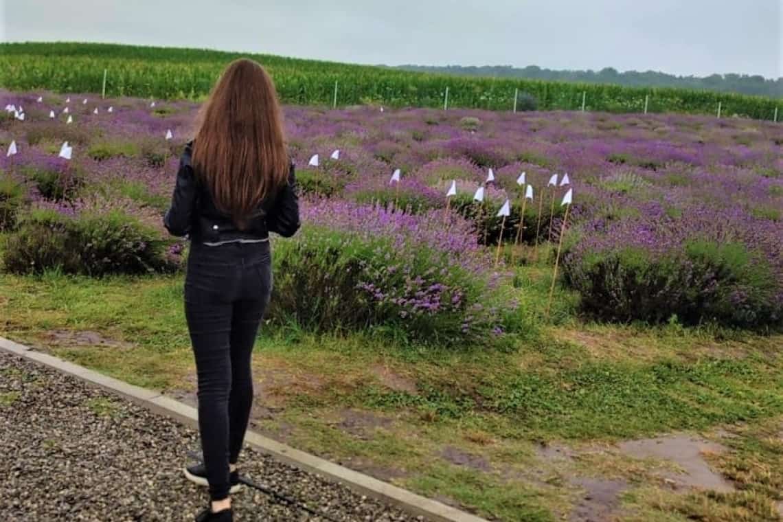 Grădina de Lavandă din Țipărești/ Spectacolul mov mai poate fi vizitat doar până pe 10 iulie!