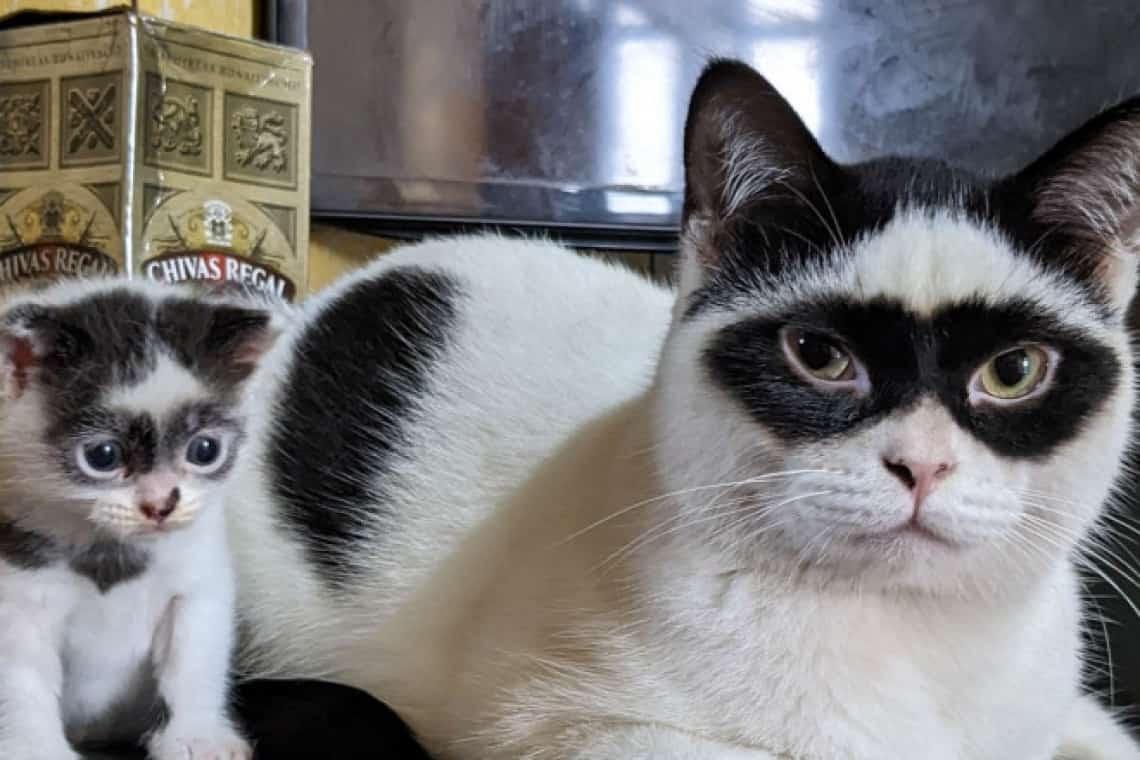 Zorro-tatăl și Bandit-fiul, motanii deveniți virali în întreaga lume!