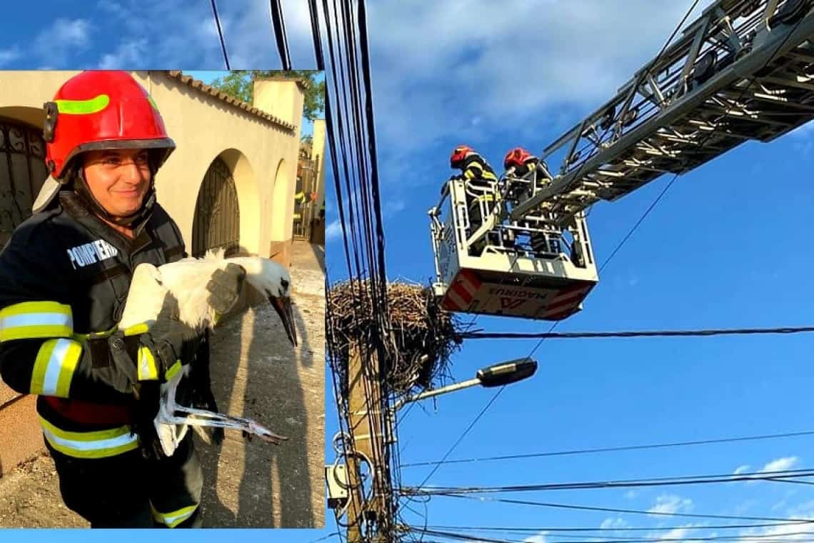 Pui de barză căzut din cuib, salvat de pompieri