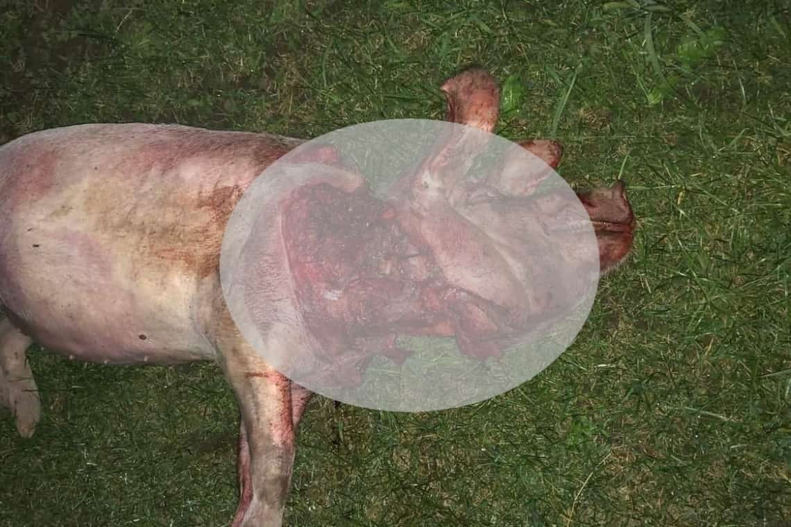 Ursul a atacat la Ștefești! Animale dintr-o gospodărie, ucise de sălbăticiune!