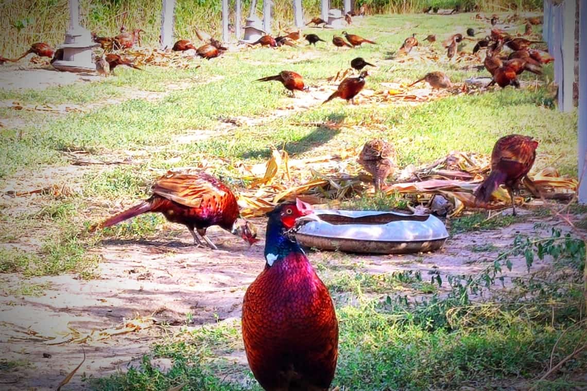 Fazaneria Gherghița are la vânzare o nouă serie de fazani!