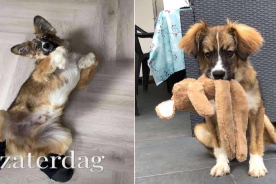 Cățelul găsit cu picioarele și coada tăiate, într-o pădure de lângă Comarnic, a fost adoptat în Olanda