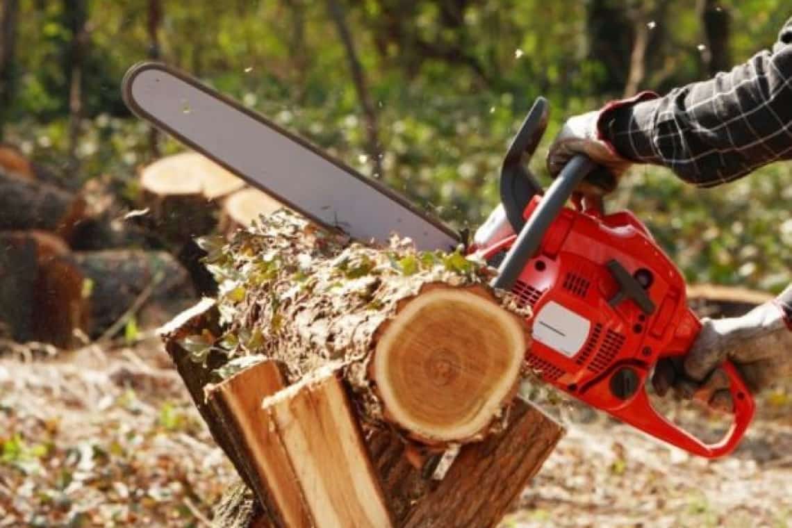 Băicoi/ Răzbunare sau sărăcie? A tăiat cu drujba arborii din grădina unui localnic