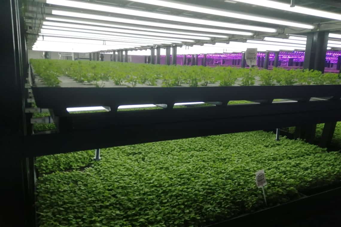 Macroseră pentru microplante și plante aromatice, la Ploiești