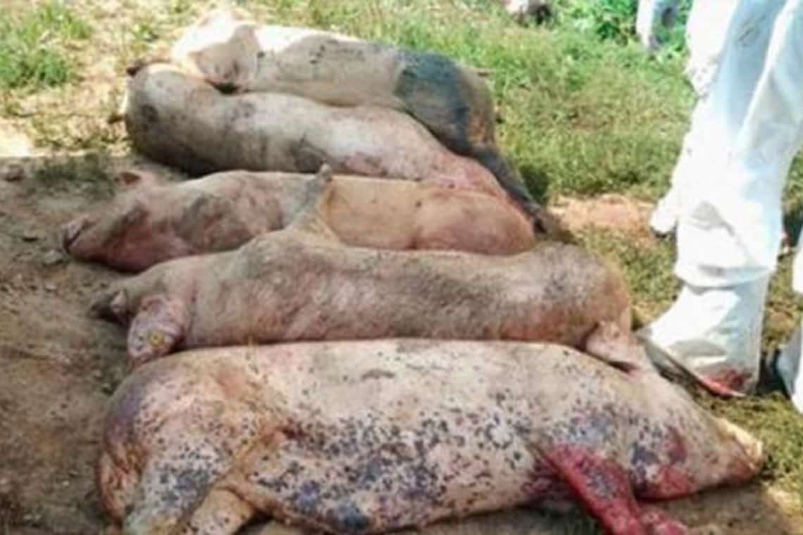 Aproape 40.000 de porci dintr-o fermă din județul Timiș vor fi eutanasiați, după apariția unui focar de pestă porcină africană!