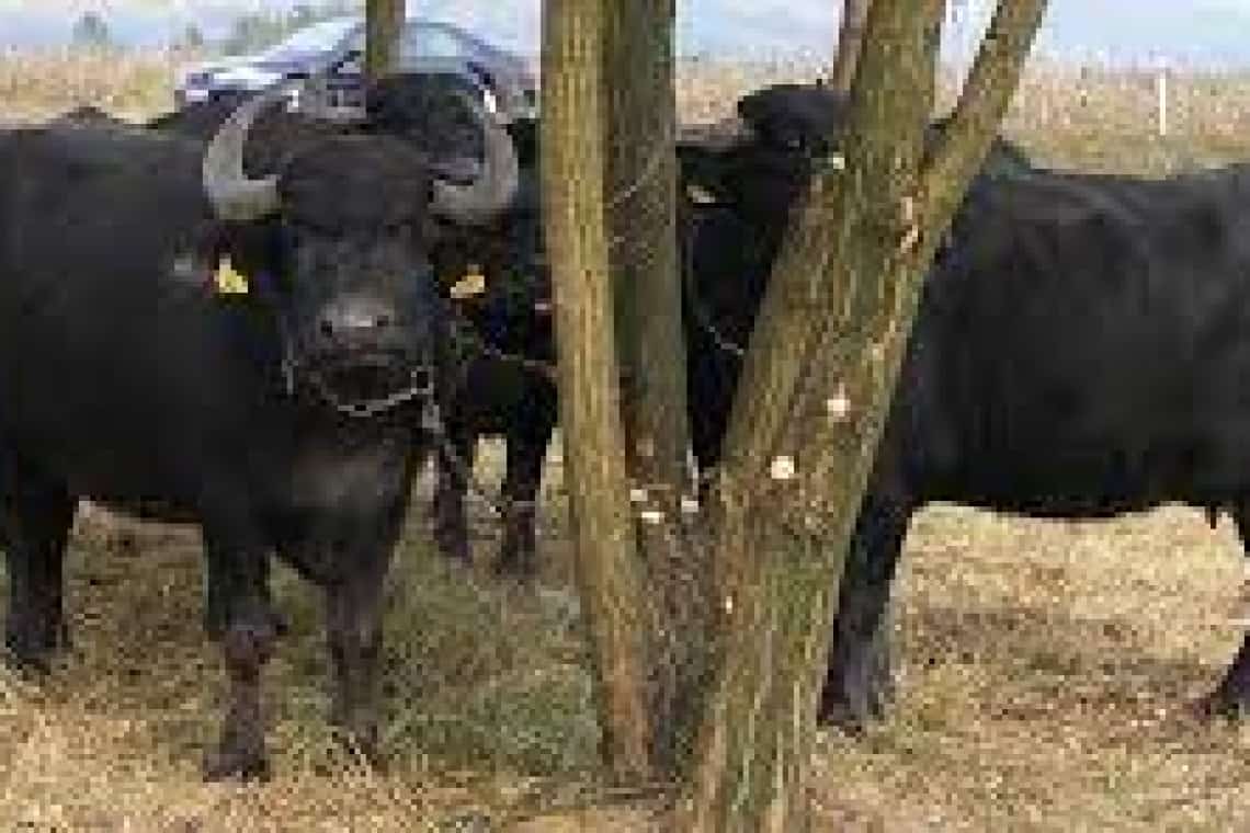 Proprietarul unei ferme de bivoli din Prahova, amendat de polițiștii de la Protecția animalelor