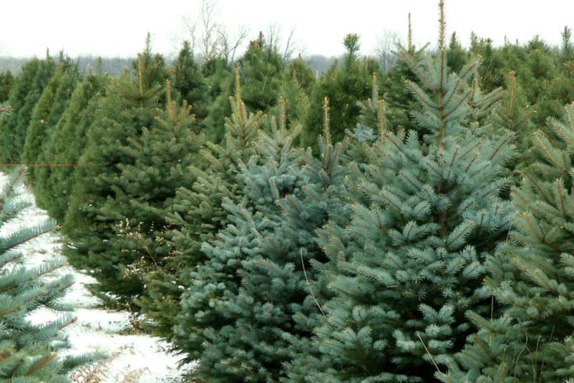 Brazi sau molizi, inclusiv din specii exotice, scoși la vânzare de Direcția Silvică Prahova. Aflați cât costă și de unde îi puteți cumpăra!