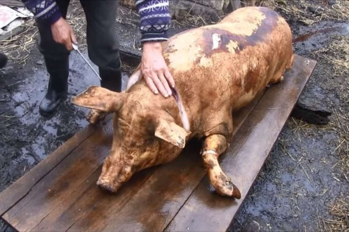 A început sezonul sacrificării porcilor din gospodării. Aflați unde puteți efectua examenul trichineloscopic în județul Prahova