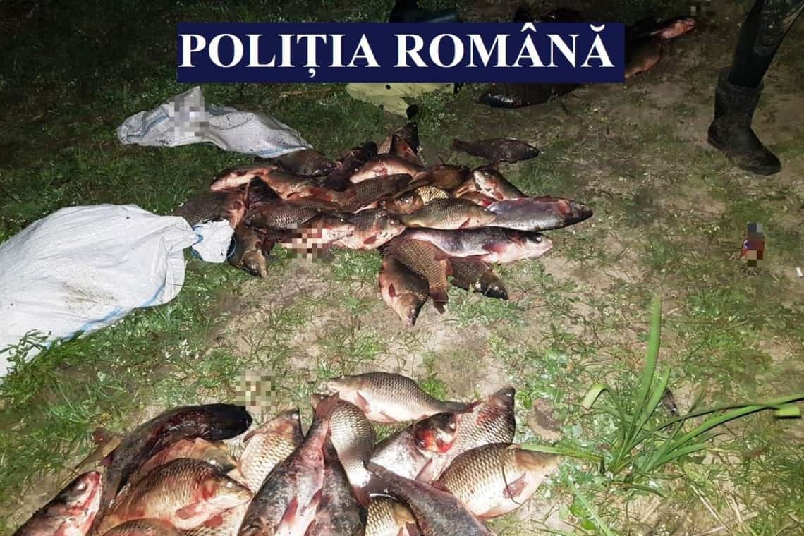 Trei tineri din Fulga, cercetați după ce au furat 126 de kg de pește dintr-o baltă privată