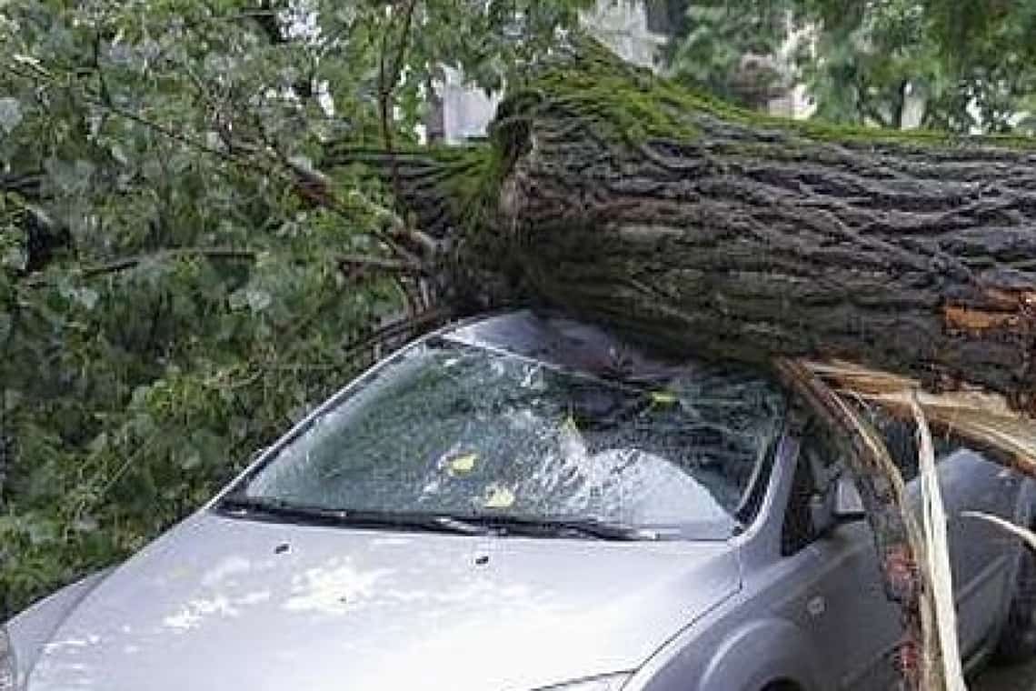 Un copac imens a căzut pe un autoturism în care se aflau patru persoane, pe DN1, la Azuga. Trafic blocat