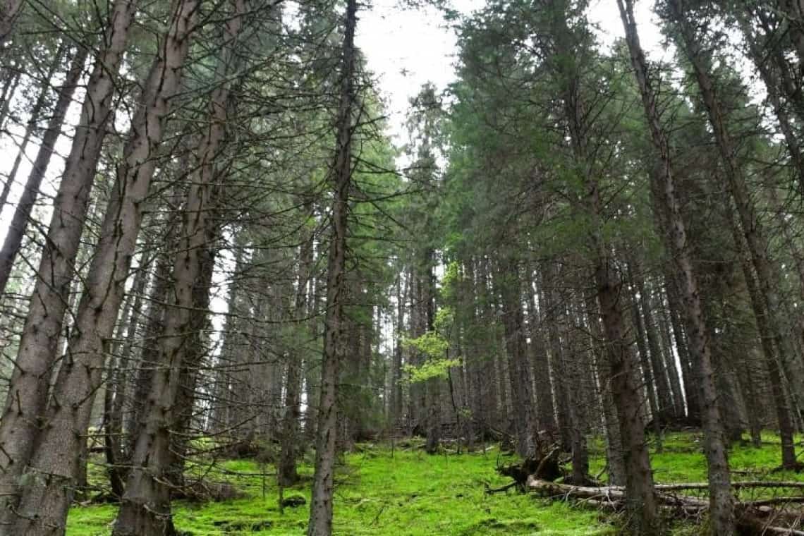 Direcția Silvică Prahova a câștigat în instanță, anul trecut, aproape 3.000 de hectare de teren forestier!