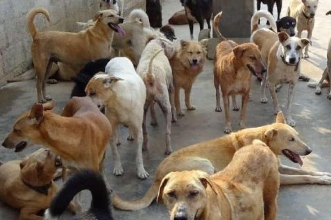 32 de câini, găsiți la domiciliul unui locuitor din Comarnic. Ce au descoperit polițiștii de la Protecția Animalelor