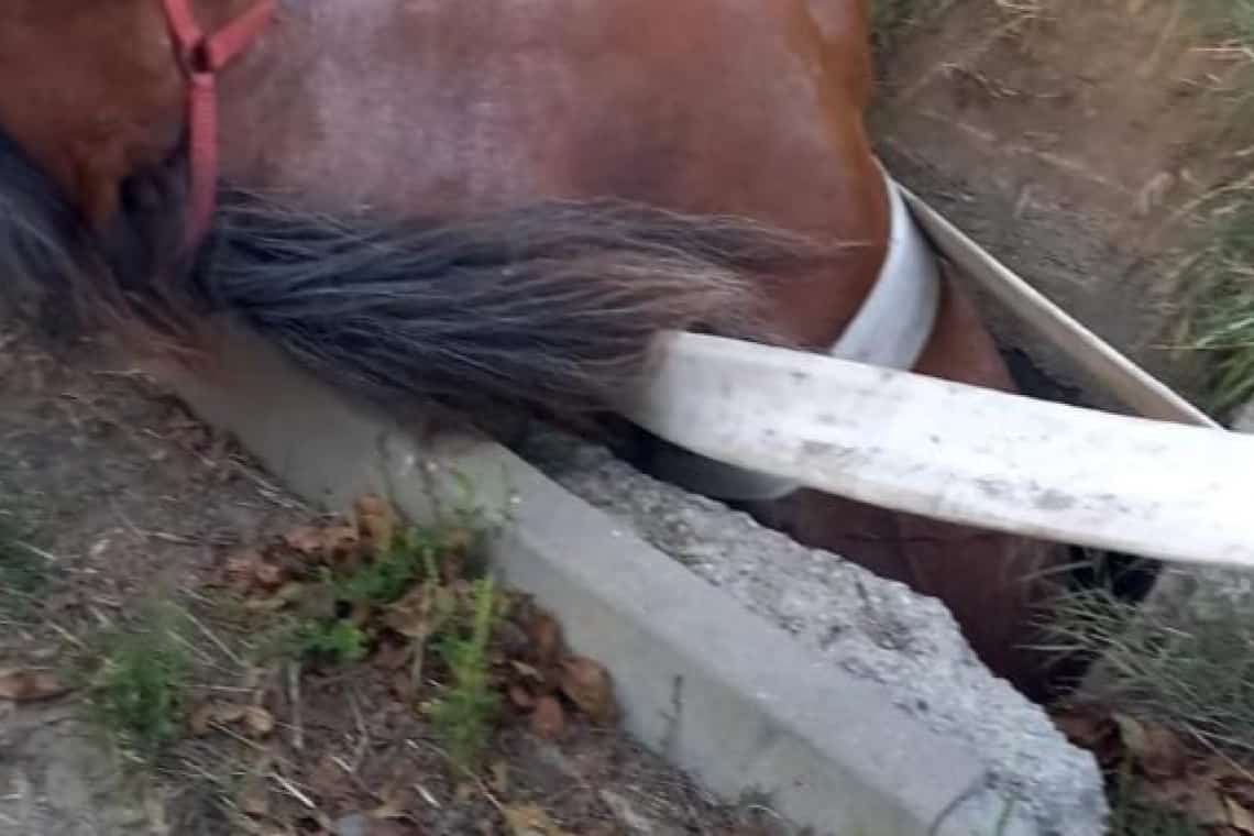 Intervenție a pompierilor prahoveni pentru salvarea unui cal căzut într-o groapă, la Cocorăștii Colț