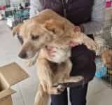 Sute de animale au fost sterilizate în cadrul campaniei gratuite derulate în satul Dițești, din Filipeștii de Pădure