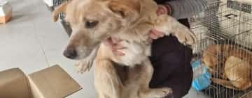 Sute de animale au fost sterilizate în cadrul campaniei gratuite derulate în satul Dițești, din Filipeștii de Pădure