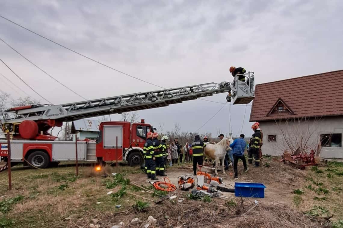 Calul căzut într-o groapă betonată, în Cocorăștii Colț, scos de pompierii prahoveni