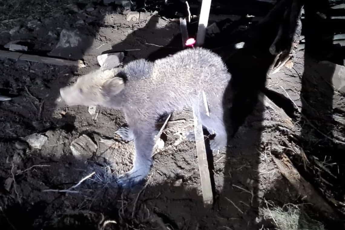 Urs prins într-un gard, în Valea Doftanei. S-a emis mesaj Ro-Alert