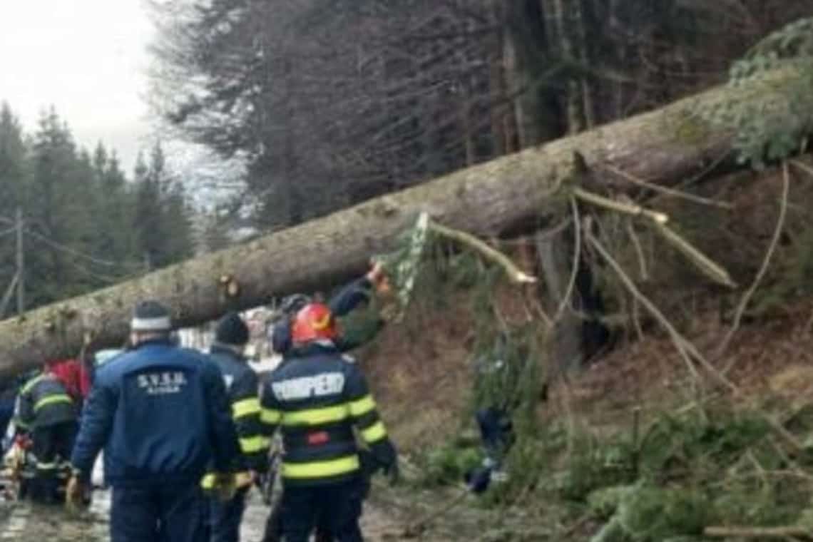 UPDATE/Trafic blocat complet pe DN1, în zona Sinaia. Un copac a căzut pe carosabil