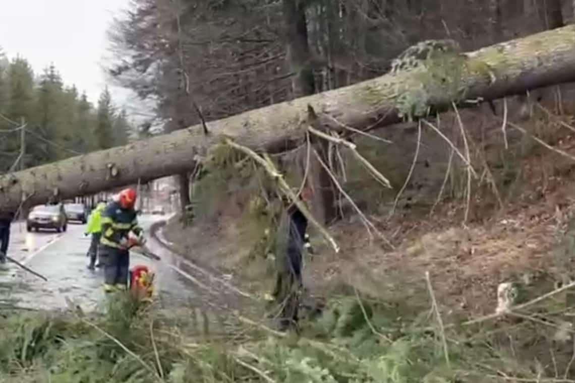 Un brad a căzut pe DN1, la Posada. Trafic blocat pe o bandă 