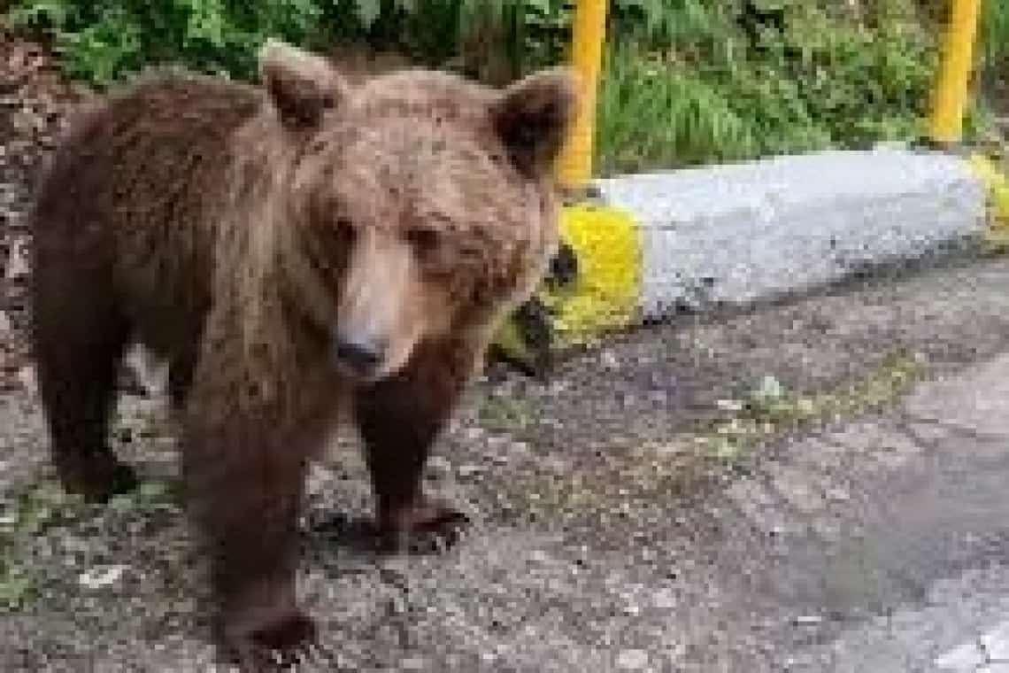 Alertă la Slănic, după apariția unui urs pe o stradă din oraș