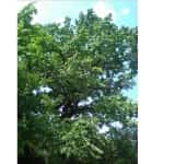 Arborii seculari remarcabili vor fi protejați strict. Un senator din Prahova, inițiatorul legii adoptate de Parlament