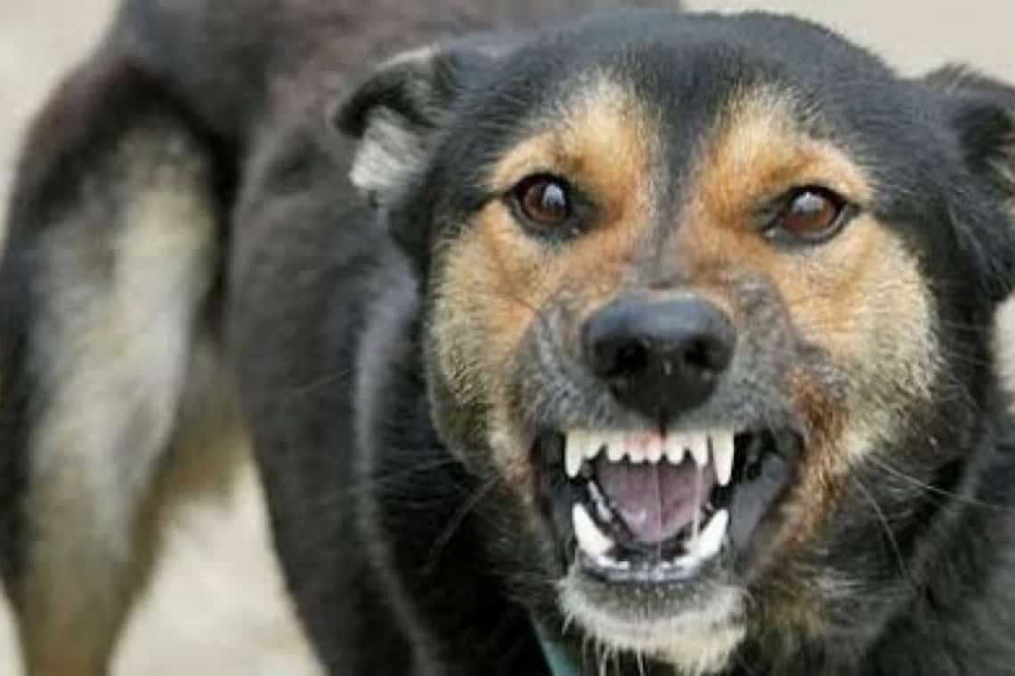 O femeie a fost mușcată de față de un câine, în satul prahovean Meri. Ce sancțiune a primit proprietarul animalului agresiv