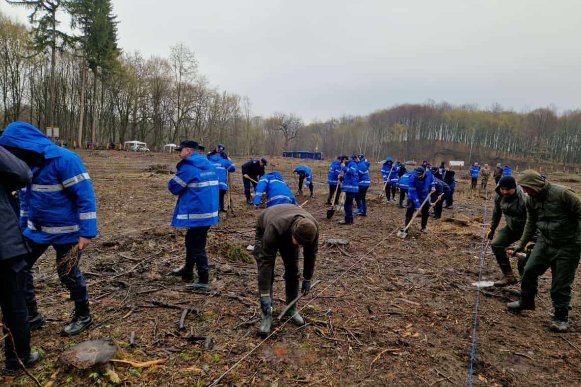 Sute de puieți de stejar, plantați de jandarmii prahoveni în zona Cocorăștii Mislii, la aniversarea a 173 de ani de la înființarea Jandarmeriei Române