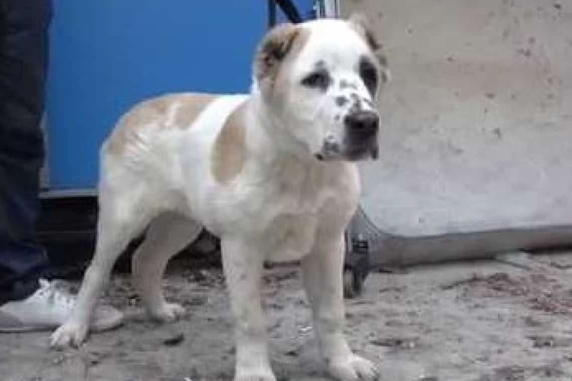 Secăria/ Un bărbat are dosar penal pentru tăierea urechilor și a cozilor unor câini din rasa Ciobănesc de Asia Centrală