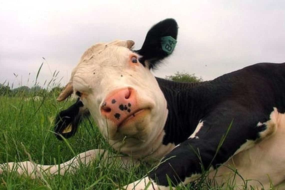 Bărbat din Ceptura, arestat după ce a ucis o vacă pe izlazul comunei!