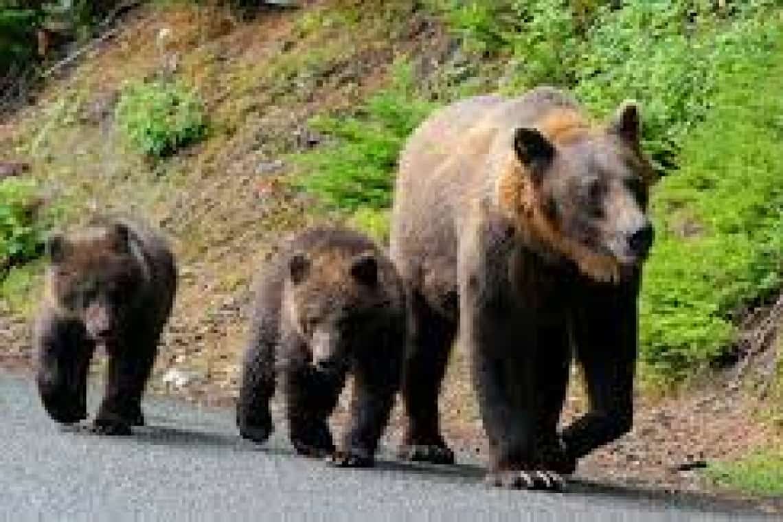 Urșii care dau iama în localități de pe Valea Slănicului, în atenția Prefecturii Prahova. Patru exemplare - extrase din zonă, începând cu vara anului trecut