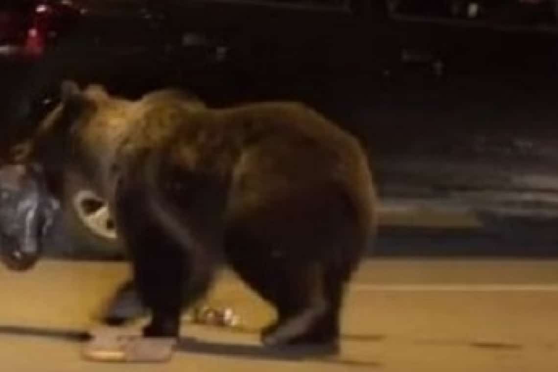 Urs în Nistorești-Breaza. A fost emis mesaj RO-Alert